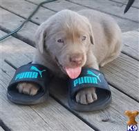 labrador retriever puppy posted by Regettap