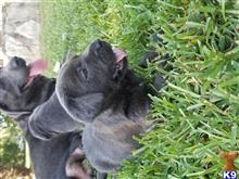 labrador retriever puppy posted by Regettap