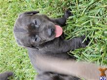 labrador retriever puppy posted by Regettap