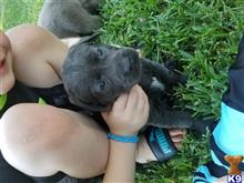 labrador retriever puppy posted by Regettap