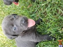labrador retriever puppy posted by Regettap