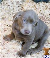 labrador retriever puppy posted by Regettap