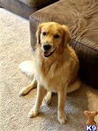 Remington available Golden Retriever puppy located in MANTUA