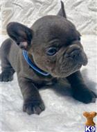 french bulldog puppy posted by Reygreg