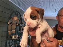 boxer puppy posted by Rfealy