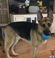 Apollo  available German Shepherd puppy located in CARRIERE