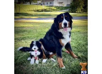 Prince Rizzo of Blackstone available Bernese Mountain Dog puppy located in Colon