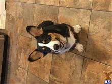Malloy available Pembroke Welsh Corgi puppy located in MERCER ISLAND