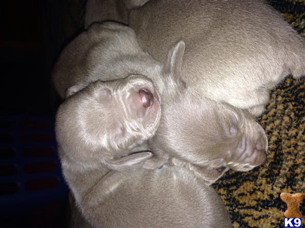 weimaraner puppy posted by RidleyWeims