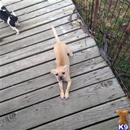 chihuahua puppy posted by Ripperrr