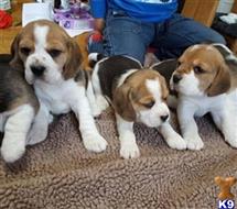 beagle puppy posted by Ritapolvic