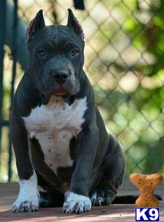 American Staffordshire Terrier puppy for sale