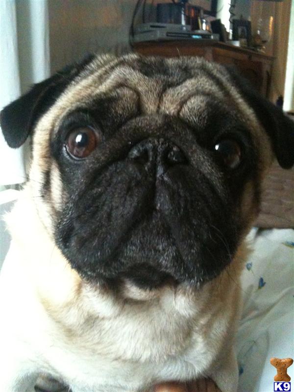 pug stud fee pug stud de la creme brulee bagley 11 years pug stud fee pug stud de la creme brulee bagley 11 years