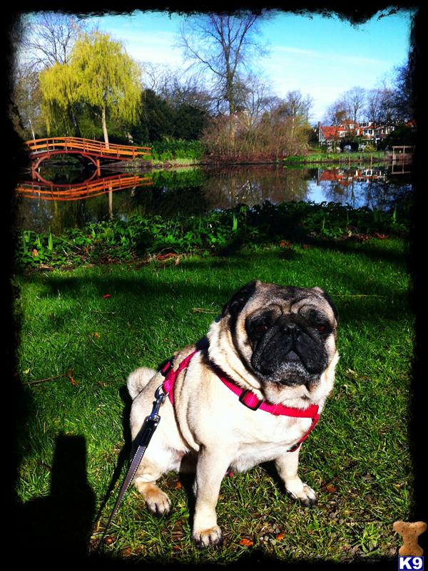 pug stud fee pug stud de la creme brulee bagley 11 years pug stud fee pug stud de la creme brulee bagley 11 years