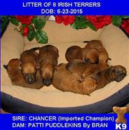 Champion sired male puppy available Irish Terrier puppy located in Ava