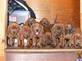 redbone coonhound puppy posted by Rockwood