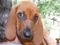 redbone coonhound puppy posted by Rockwood