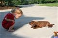 redbone coonhound puppy posted by Rockwood