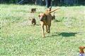 redbone coonhound puppy posted by Rockwood