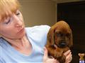 redbone coonhound puppy posted by Rockwood