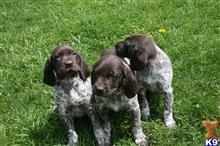 german shorthaired pointer puppy posted by Rocky1Sonny