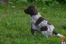 german shorthaired pointer puppy posted by Rocky1Sonny