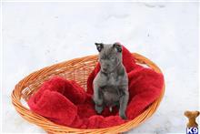 thai ridgeback dog puppy posted by Rocky1Sonny