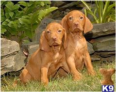 vizsla puppy posted by Rocky1Sonny