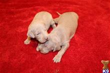 weimaraner puppy posted by Rocky1Sonny