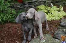 weimaraner puppy posted by Rocky1Sonny