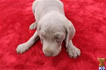 weimaraner puppy posted by Rocky1Sonny