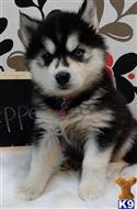 siberian husky puppy posted by Rolly654