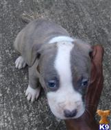 american pit bull puppy posted by RomeroHead
