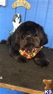 Saint available Shih Tzu puppy located in PROVIDENCE