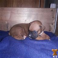 boxer puppy posted by Roosevelt23
