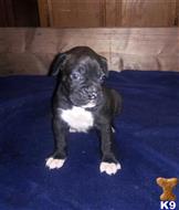 boxer puppy posted by Roosevelt23