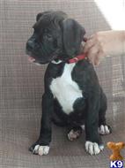 boxer puppy posted by Roosevelt23