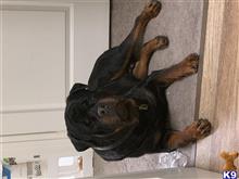 Rottweiler