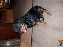 Rottweiler