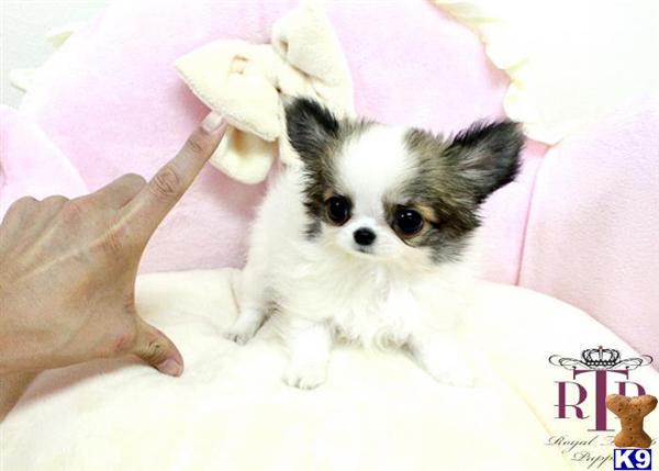 Chihuahua puppy for sale