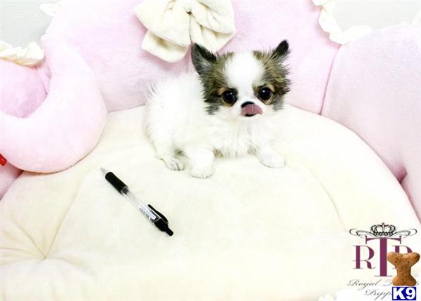 Chihuahua puppy for sale