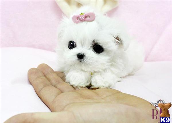 royal teacup puppies maltese puppy for sale precious micro teacup maltese available 7 years royal teacup puppies maltese puppy for sale precious micro teacup maltese available 7 years