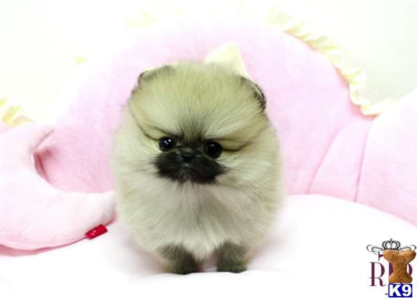 royal teacup puppies for sale