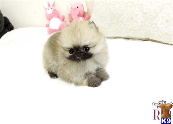 royal pomeranian puppies pomeranian puppy for sale royal teacup pomeranian puppy 7 years royal pomeranian puppies pomeranian puppy for sale royal teacup pomeranian puppy 7 years