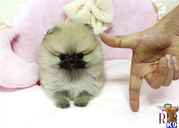 royal teacup puppies pin royal teacup puppies on royal teacup puppies pin royal teacup puppies on