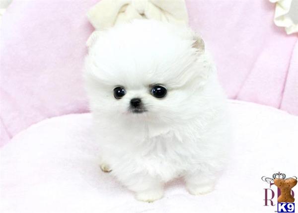 are teacup pomeranians hypoallergenic pomeranian puppy for sale micro precious white pomeranian teacup availab 7 years are teacup pomeranians hypoallergenic pomeranian puppy for sale micro precious white pomeranian teacup availab 7 years