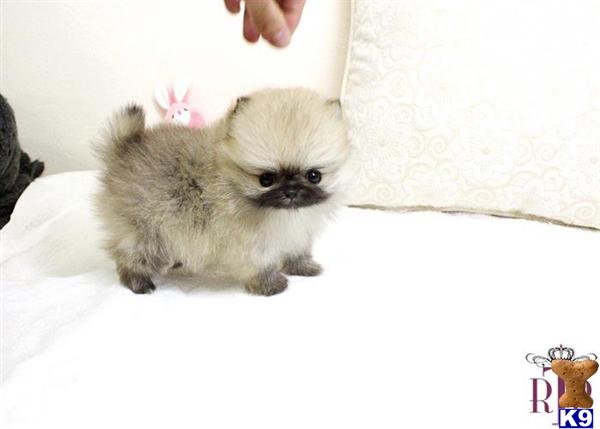royal pomeranian puppies pomeranian puppy for sale royal teacup pomeranian puppy 7 years royal pomeranian puppies pomeranian puppy for sale royal teacup pomeranian puppy 7 years