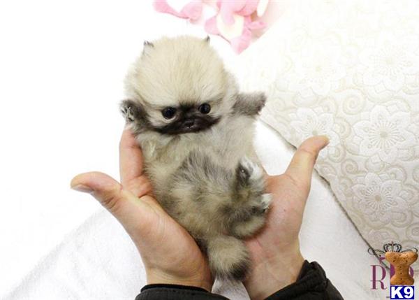 are teacup pomeranians hypoallergenic pomeranian puppy for sale royal teacup pomeranian puppy 7 years are teacup pomeranians hypoallergenic pomeranian puppy for sale royal teacup pomeranian puppy 7 years