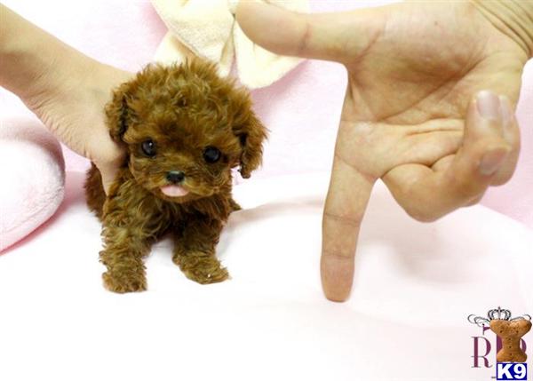 teacup hypoallergenic puppies for sale