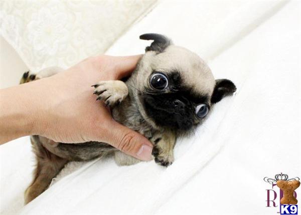 pugs for sale in houston pug puppy for sale royal teacup pug puppy 7 years pugs for sale in houston pug puppy for sale royal teacup pug puppy 7 years